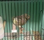 Glosters te koop .Hasselt