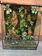 Terrarium, Dieren en Toebehoren