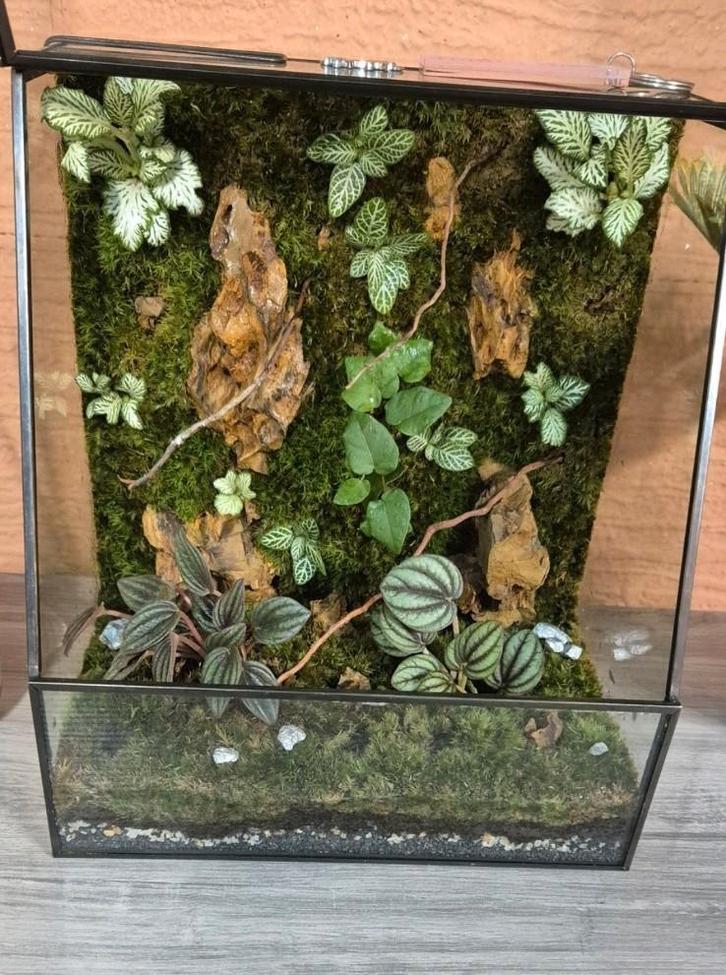 Terrarium, Dieren en Toebehoren, Reptielen en Amfibieën