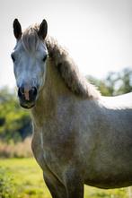 brave 3,5 jarige merrie, Dieren en Toebehoren, Ophalen of Verzenden, Recreatie