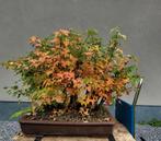 Acer buergerianum bos bonsai, Tuin en Terras, Ophalen