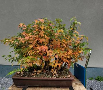 Acer buergerianum bos bonsai beschikbaar voor biedingen