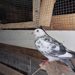 Pietrain duif, Animaux & Accessoires, Oiseaux | Pigeons, Pigeon voyageur, Mâle