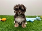 Kruising Havanazer x Shih Tzu pup, Dieren en Toebehoren, Honden | Chihuahua's en Gezelschapshonden, België, Overige rassen, 8 tot 15 weken