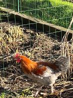 Marans blauw koperhals haan, Dieren en Toebehoren, Pluimvee, Mannelijk, Kip