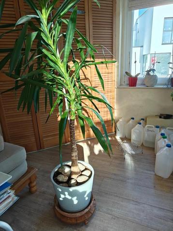 Grote Yukka-plant en zijn pot beschikbaar voor biedingen