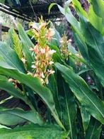 Hedychium, winterharde siergember, Ophalen