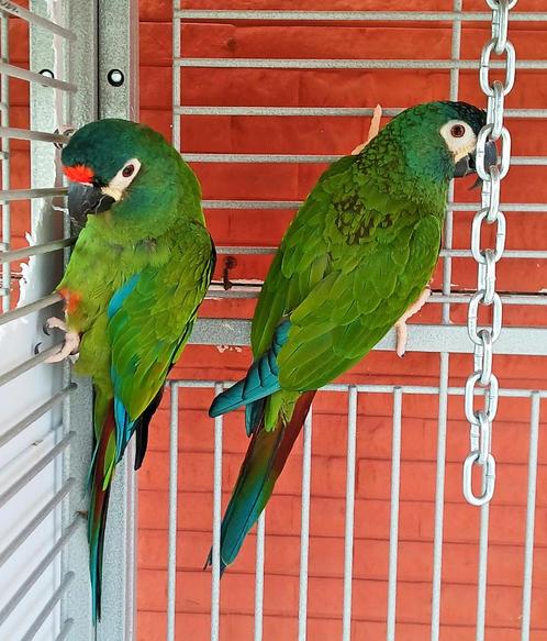 1-1 Maracaná kweek koppel, Dieren en Toebehoren, Vogels | Parkieten en Papegaaien, Papegaai, Meerdere dieren