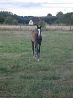 Hengst veulen BWP, Springpaard, Gechipt, 0 tot 2 jaar, Hengst