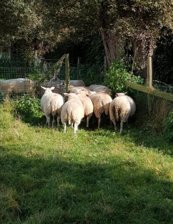Achat de tous les moutons et chèvres.