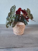 Kamerplant MET buitenpot, Enlèvement