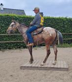 appaloosa honger 3 ans, Animaux & Accessoires, Chevaux, Hongre, Débourré, Moins de 160 cm, Cheval western