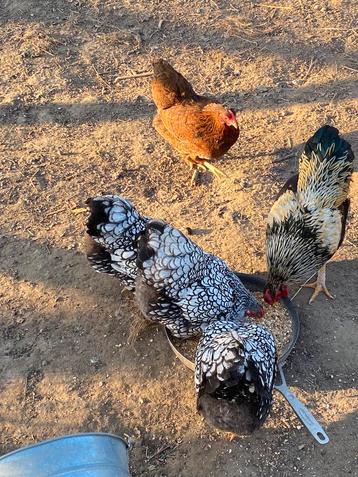 Broedeieren Wyandotte kriel, Sexe inconnu, Poule ou poulet