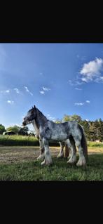 Bijrijder gezocht, Dieren en Toebehoren, Paarden, Merrie, Minder dan 160 cm, Recreatiepaard