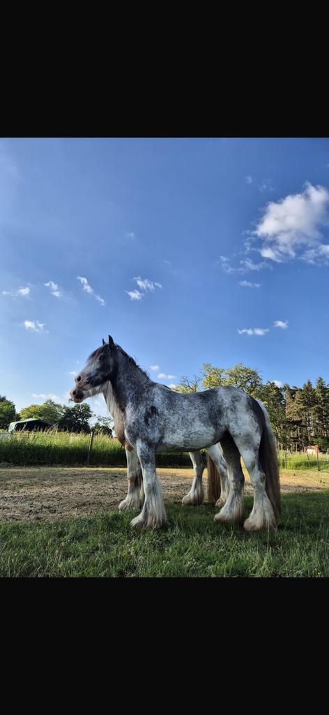Bijrijder gezocht, Dieren en Toebehoren, Paarden, Merrie, Minder dan 160 cm, Recreatiepaard