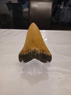 Megalodon tand replica, Ophalen of Verzenden