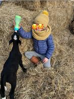 Gezocht papfleslam, Dieren en Toebehoren