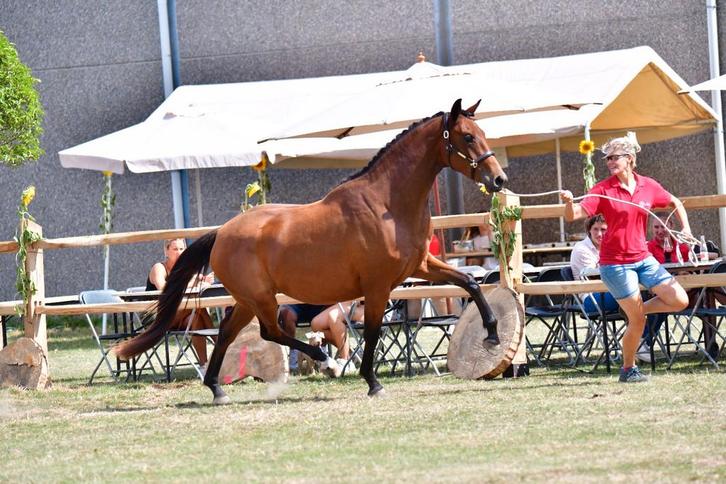 2 jaarse dressuur merrie, Dieren en Toebehoren, Paarden