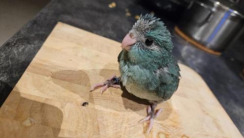 Prachtige handtamme kakariki, Dieren en Toebehoren, Vogels | Parkieten en Papegaaien