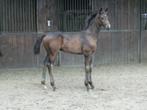 Hengstveulen Le Formidable X Apache X Londonderry, Dieren en Toebehoren, Paarden, Hengst, Dressuurpaard, Gechipt, 0 tot 2 jaar