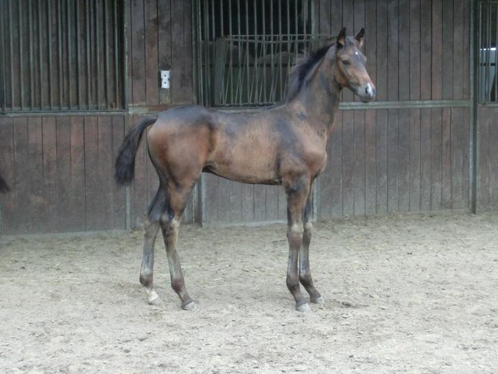 Hengstveulen Le Formidable X Apache X Londonderry, Dieren en Toebehoren, Paarden, Hengst, 0 tot 2 jaar, Dressuurpaard, Met stamboom