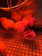 Kuikens, Dieren en Toebehoren