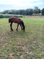 Hengsteveulen   fries, Dieren en Toebehoren, Paarden