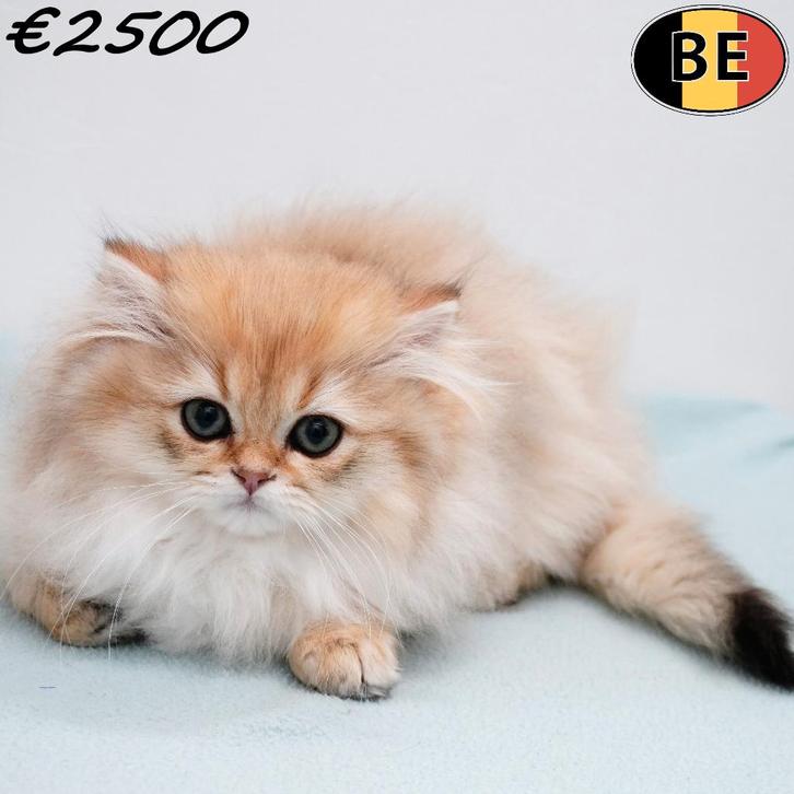 Britse Langhaar (Chinchilla Gold) kitten te koop, Dieren en Toebehoren, Katten en Kittens | Raskatten | Langhaar, Kater, 0 tot 2 jaar