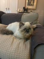 Prachtige ragdol kitten ., Dieren en Toebehoren, Poes, Gechipt, 0 tot 2 jaar