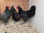 3 kweekhennen zwarte australorp, Dieren en Toebehoren
