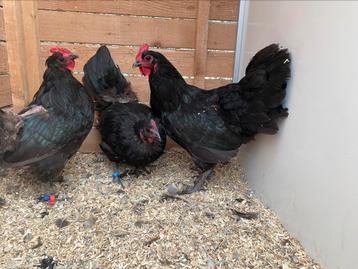 3 kweekhennen zwarte australorp beschikbaar voor biedingen