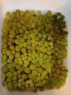 Salvinia Natans drijfplant, Ophalen, Zo goed als nieuw