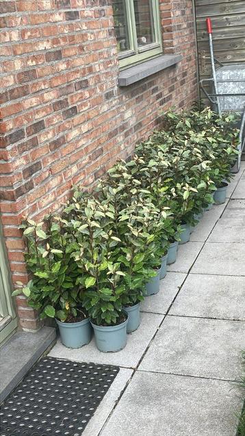 Elaeagnus ebb. ‘Compacta’ / olijfwilg beschikbaar voor biedingen