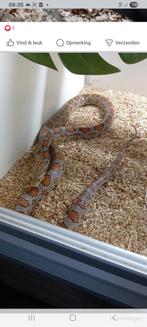 4 korenslangen te koop, Dieren en Toebehoren, Reptielen en Amfibieën