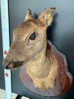 Taxidermie - verschillende dieren, Verzamelen, Ophalen of Verzenden, Gebruikt, Hert, Opgezet dier