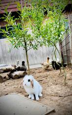 Gouden mandje voor Teddy, Mannelijk, Klein, Hangoor, 0 tot 2 jaar
