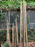 Bâtons de bambou et plantes de jardin, Jardin & Terrasse, Plantes | Arbres, Enlèvement ou Envoi
