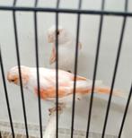 Kanaries, Dieren en Toebehoren