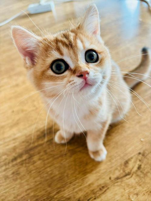 British Goden korthaar, Dieren en Toebehoren, Katten en Kittens | Raskatten | Korthaar, Meerdere dieren, 0 tot 2 jaar, Met stamboom