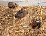 Harlekijn kwartel, Dieren en Toebehoren, Vogels | Overige Vogels