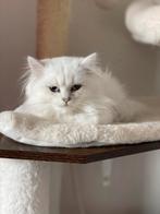 Britse langhaar jongen, Dieren en Toebehoren, Katten en Kittens | Raskatten | Langhaar, Kater, Gechipt, 0 tot 2 jaar