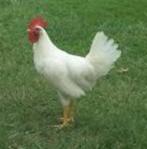 Witte leghorn haan te koop, Dieren en Toebehoren, Pluimvee