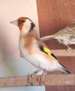 Distelvinken 2025, Dieren en Toebehoren, Vogels | Overige Vogels, Mannelijk, Wildzangvogel, Geringd