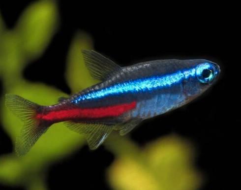 Tetra en barbeel, Animaux & Accessoires, Poissons | Poissons d'aquarium, Poisson d'eau douce, Poisson, Banc de poissons