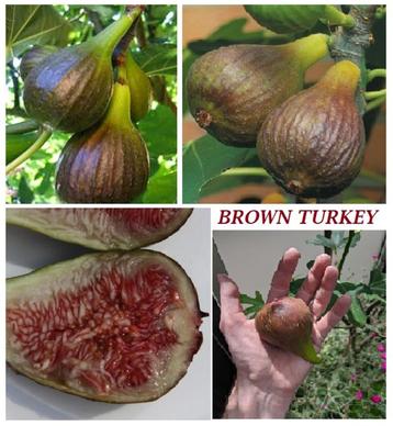 PLANTS DE FIGUES "BROWN TURKEY", 70/+ cm, en pot, 15€/PIECE