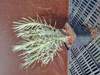 Lavendel munstead, Tuin en Terras, Planten | Tuinplanten, Ophalen