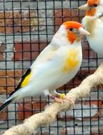 Distelvink