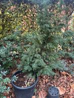 Taxus stammetje, Tuin en Terras, Planten | Struiken en Hagen, Ophalen, Taxus