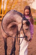 Spaanse pony, Dieren en Toebehoren, Paarden, Merrie