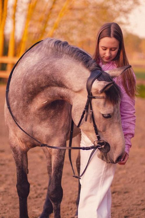 Spaanse pony, Dieren en Toebehoren, Paarden, Merrie
